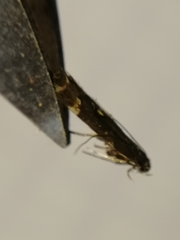 Calybites phasianipennella
