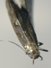 Calybites phasianipennella