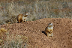 Cynomys parvidens