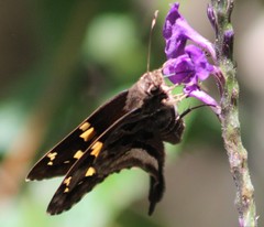 Codatractus alcaeus alcaeus