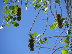 Eriophyes neoessigi