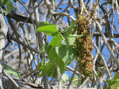 Eriophyes neoessigi