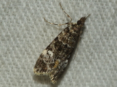 Eudonia protorthra