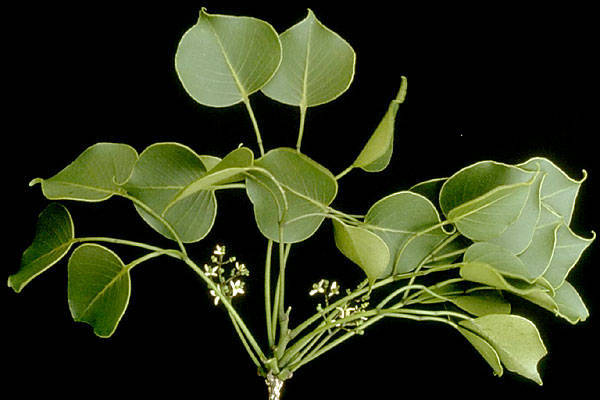 Zanthoxylum oahuense
