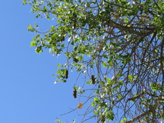 Eriophyes neoessigi