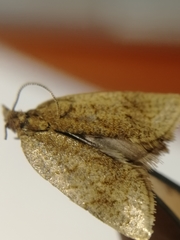 Clepsis senecionana
