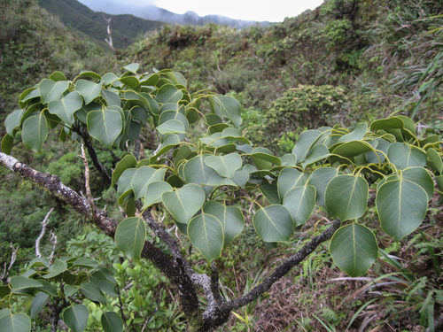 Zanthoxylum oahuense