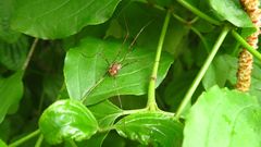 Dasylobus graniferus