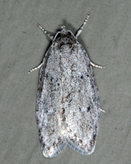 Semioscopis inornata