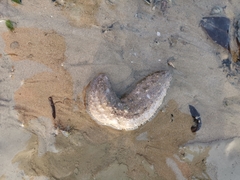 Holothuria albiventer