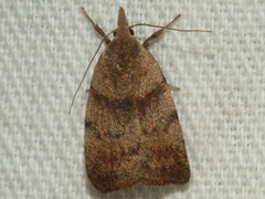 Tortricopsis euryphanella