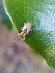 Peristoreus trilobus