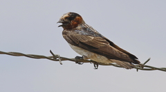 Petrochelidon pyrrhonota