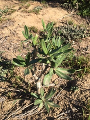 Pachypodium succulentum
