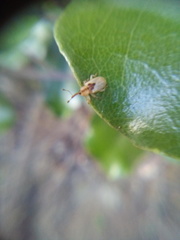 Peristoreus trilobus