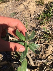 Pachypodium succulentum
