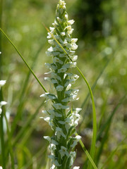 Platanthera dilatata albiflora
