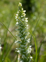 Platanthera dilatata albiflora