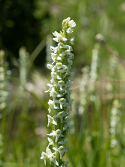 Platanthera dilatata albiflora