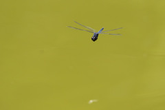 Indothemis carnatica