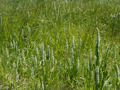 Platanthera dilatata albiflora