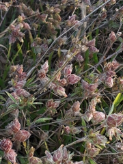 Stylosanthes macrocephala