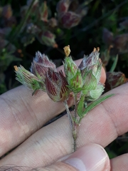 Stylosanthes macrocephala