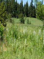 Platanthera dilatata albiflora