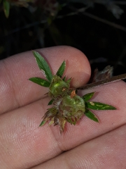 Stylosanthes macrocephala