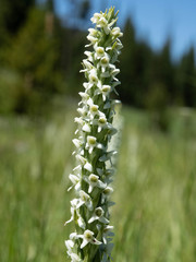 Platanthera dilatata albiflora