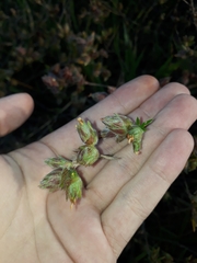 Stylosanthes macrocephala