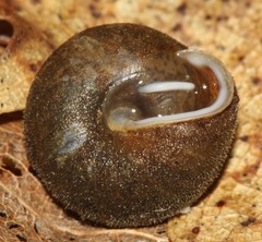 Euchemotrema fraternum