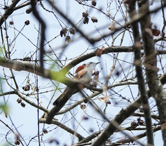 Cacomantis sonneratii