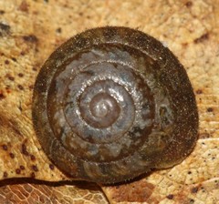 Euchemotrema fraternum