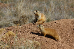 Cynomys parvidens