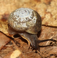 Euchemotrema fraternum