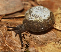 Euchemotrema fraternum