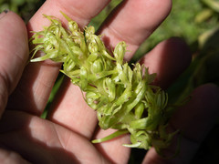 Platanthera dilatata albiflora