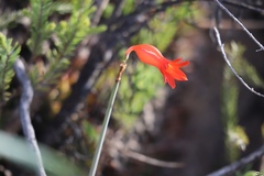 Cyrtanthus staadensis