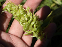 Platanthera dilatata albiflora