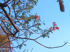 Tabebuia rosea