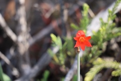 Cyrtanthus staadensis