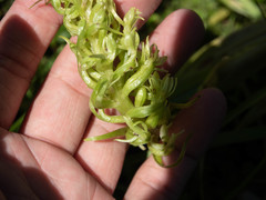 Platanthera dilatata albiflora