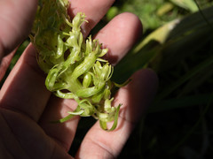 Platanthera dilatata albiflora