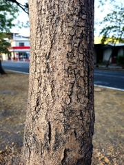 Tabebuia rosea