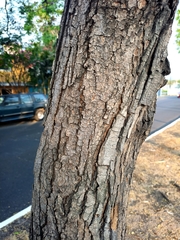 Tabebuia rosea