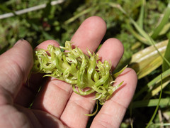 Platanthera dilatata albiflora