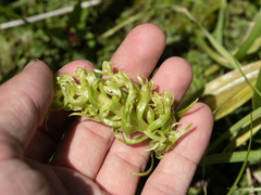 Platanthera dilatata albiflora