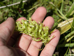 Platanthera dilatata albiflora