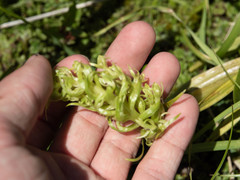 Platanthera dilatata albiflora